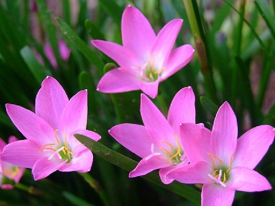 Hoa thủy tiên Hoa thủy tiên