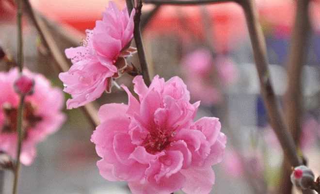 Những điềm lành và kiêng kỵ trong những ngày Tết của người Việt Những điềm lành và kiêng kỵ trong những ngày Tết của người Việt
