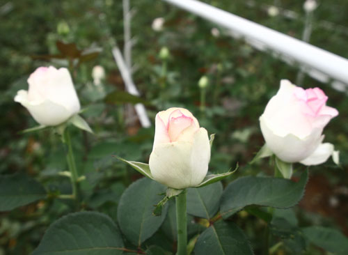 hoahongtrang25022014103711.jpg