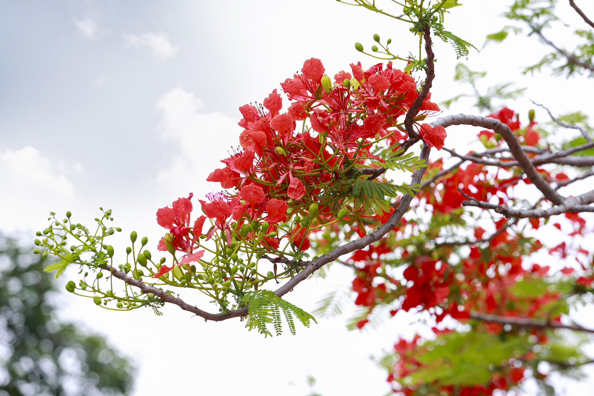 Hoài niệm tháng Năm