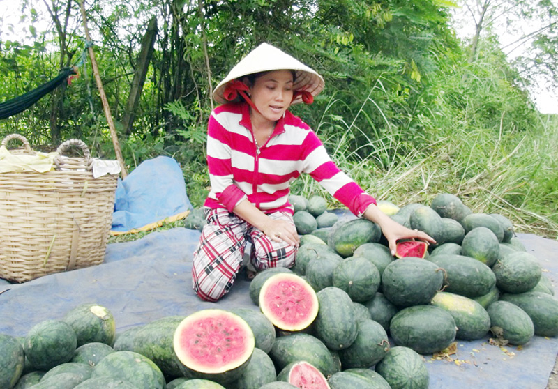 Thu nhập cao nhờ trồng xen hoa màu trong vườn cao su non Thu nhập cao nhờ trồng xen hoa màu trong vườn cao su non