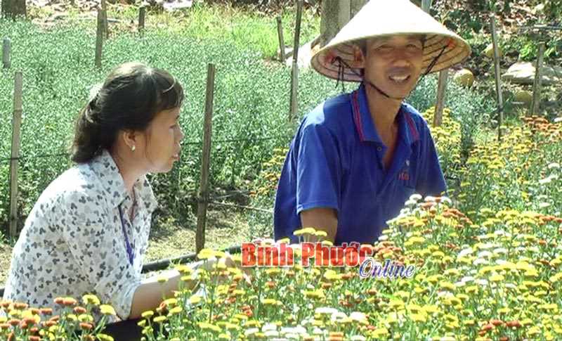 Nhà nông Lộc Ninh sẵn sàng phục vụ thị trường tết Nhà nông Lộc Ninh sẵn sàng phục vụ thị trường tết