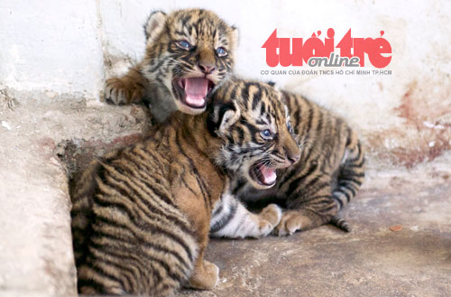 Hổ Đông Dương Thảo Cầm Viên Sài Gòn sinh 5 con Hổ Đông Dương Thảo Cầm Viên Sài Gòn sinh 5 con