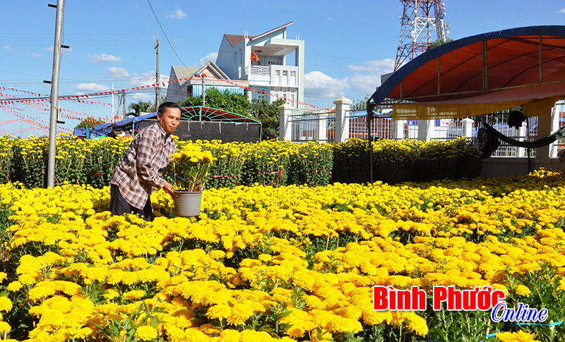 Hội chợ hoa xuân 2016: Đem sắc xuân đến mọi nhà Hội chợ hoa xuân 2016: Đem sắc xuân đến mọi nhà