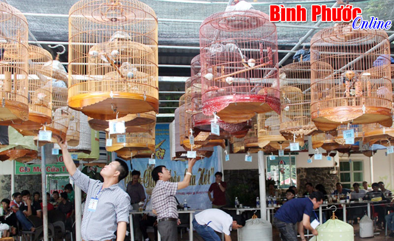 Chích chòe lửa thi hót hay Chích chòe lửa thi hót hay