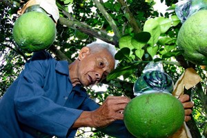 Gà Đông Tảo "cháy" hàng, bưởi hồ lô khan hiếm Gà Đông Tảo "cháy" hàng, bưởi hồ lô khan hiếm