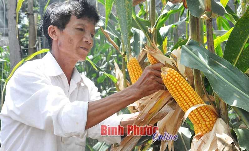 Hớn Quản đẩy mạnh phát triển nông nghiệp theo hướng bền vững Hớn Quản đẩy mạnh phát triển nông nghiệp theo hướng bền vững
