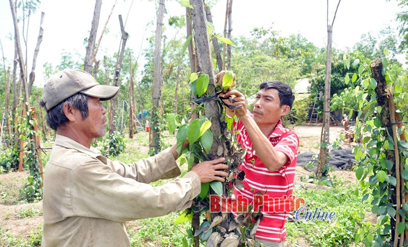 Lốc xoáy làm gãy đổ hơn 12 ngàn trụ tiêu Lốc xoáy làm gãy đổ hơn 12 ngàn trụ tiêu