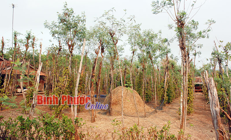 Xây dựng nhãn hiệu hồ tiêu Lộc Ninh