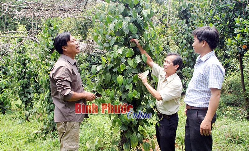 Hồ tiêu và con đường dẫn dắt thị trường thế giới - Bài 5 Hồ tiêu và con đường dẫn dắt thị trường thế giới - Bài 5