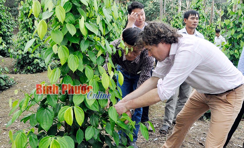 Hồ tiêu và con đường dẫn dắt thị trường thế giới - Bài 9 Hồ tiêu và con đường dẫn dắt thị trường thế giới - Bài 9