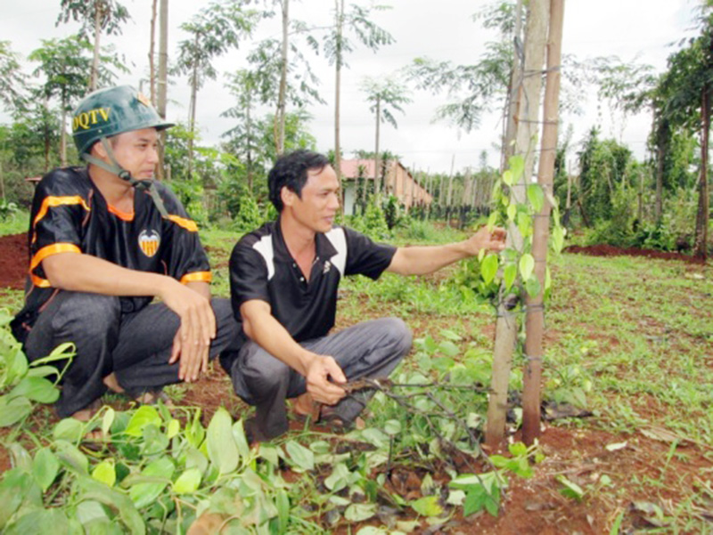 Nấm bệnh hoành hành hồ tiêu ở Đắk Ơ Nấm bệnh hoành hành hồ tiêu ở Đắk Ơ