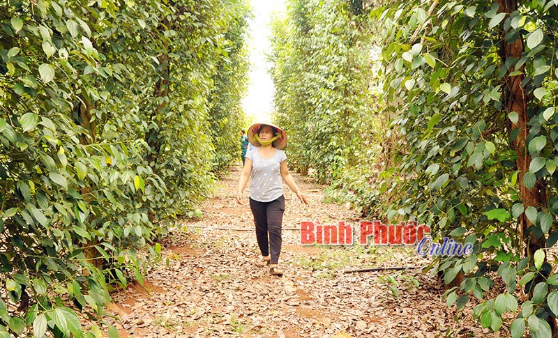 Hồ tiêu và con đường dẫn dắt thị trường thế giới - Bài cuối