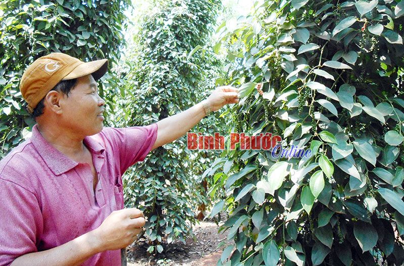 Để cây tiêu phát triển bền vững ở vương quốc hồ tiêu Bình Phước Để cây tiêu phát triển bền vững ở vương quốc hồ tiêu Bình Phước