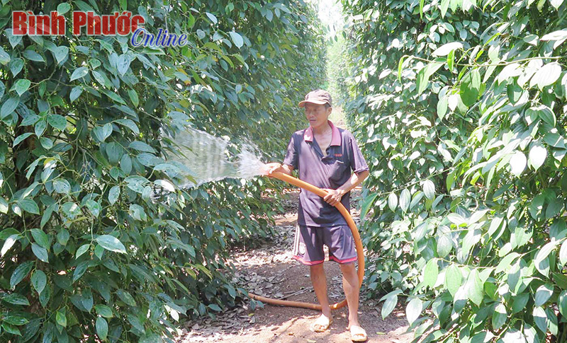 Diện tích hồ tiêu cả nước đã gấp đôi quy hoạch