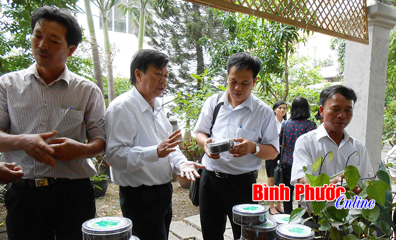 Đưa hồ tiêu Lộc Ninh vươn xa trên thị trường thế giới