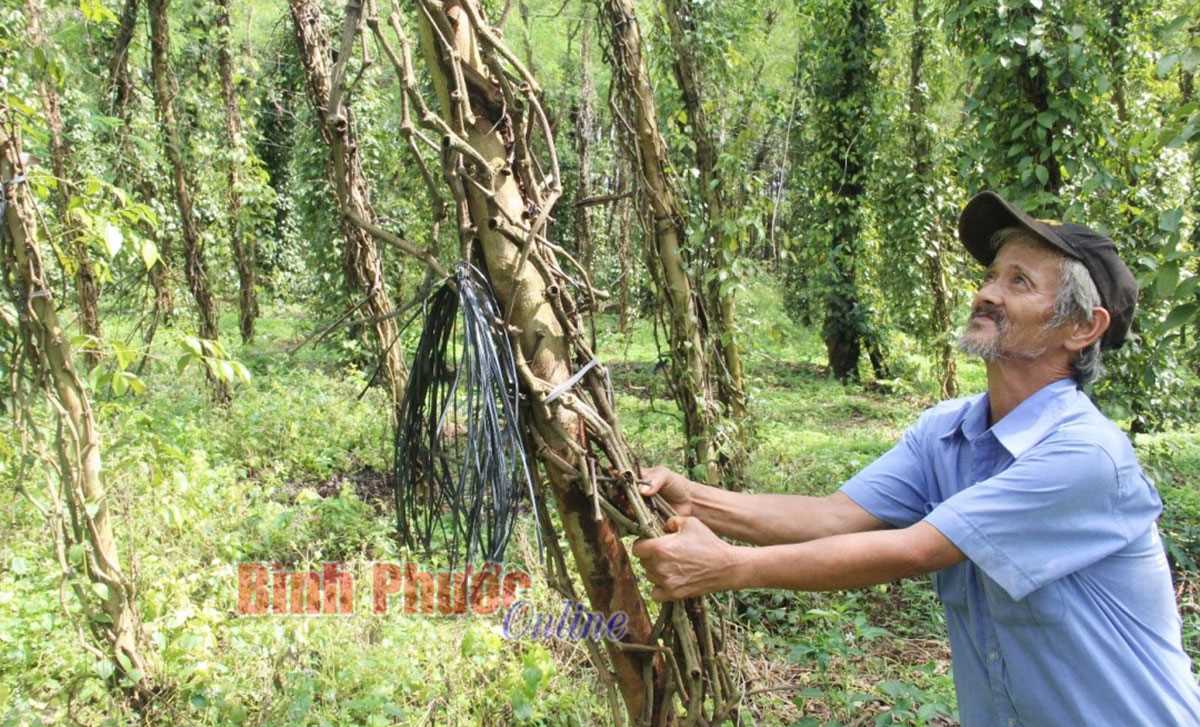 Hồ tiêu Bình Phước: Cung đã vượt cầu