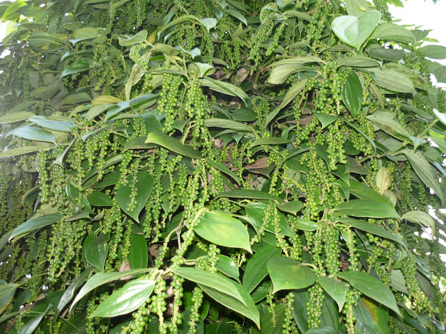 Phòng trừ sâu bệnh gây hại cây tiêu