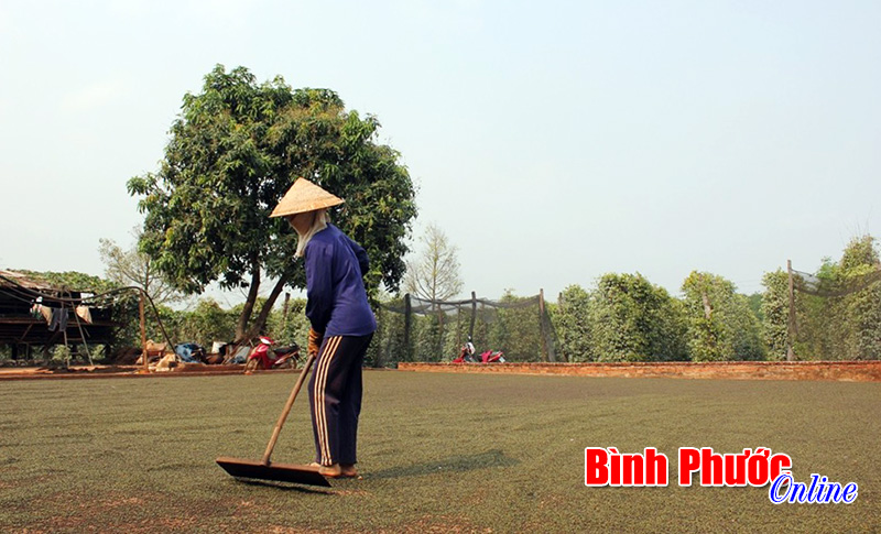 Hồ tiêu Việt Nam nhập khẩu vào Indonesia: Trước mắt phải chờ đợi