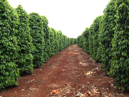 Lộc Ninh không kiểm soát được diện tích hồ tiêu