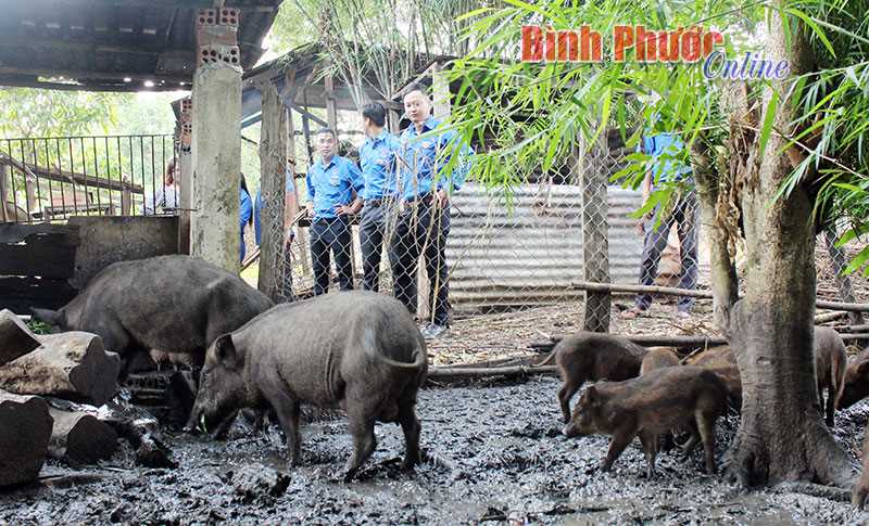 Hỗ trợ con giống giúp thanh niên thoát nghèo Hỗ trợ con giống giúp thanh niên thoát nghèo