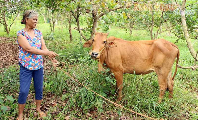 Hỗ trợ người DTTS xã biên giới phát triển kinh tế