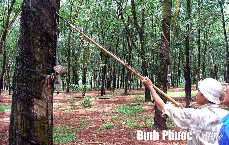 huongdimoinganhcaosu.jpg
