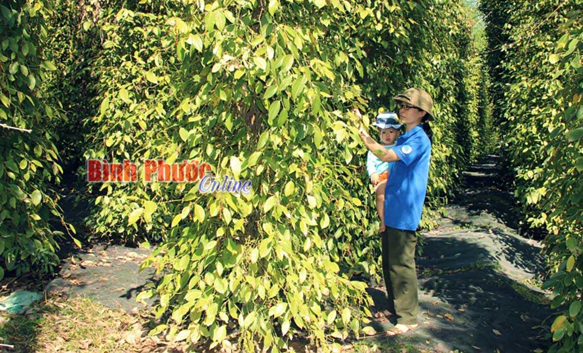 Đồng bào xã Phước Minh phủ lưới thay công hái tiêu Đồng bào xã Phước Minh phủ lưới thay công hái tiêu