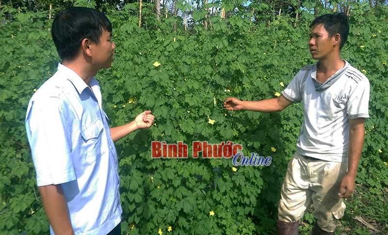 Triệu phú rau sạch Vy Khánh Hòa Triệu phú rau sạch Vy Khánh Hòa