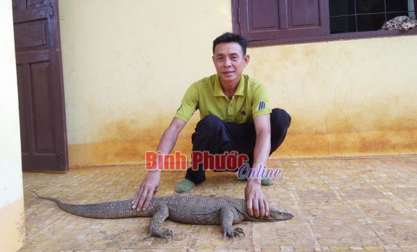 Thả 1 cá thể động vật kỳ đà hoa về rừng Vườn quốc gia Cát Tiên Thả 1 cá thể động vật kỳ đà hoa về rừng Vườn quốc gia Cát Tiên