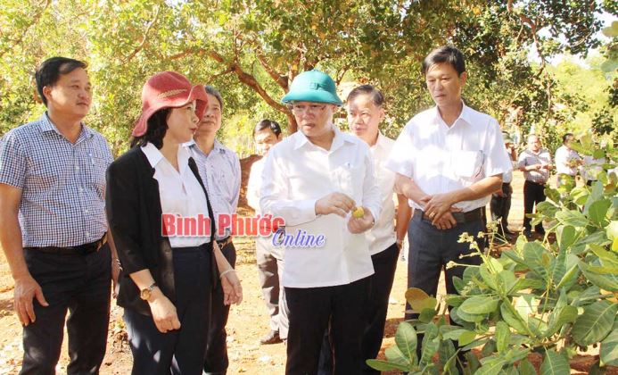Nỗi lo mùa điều Nỗi lo mùa điều
