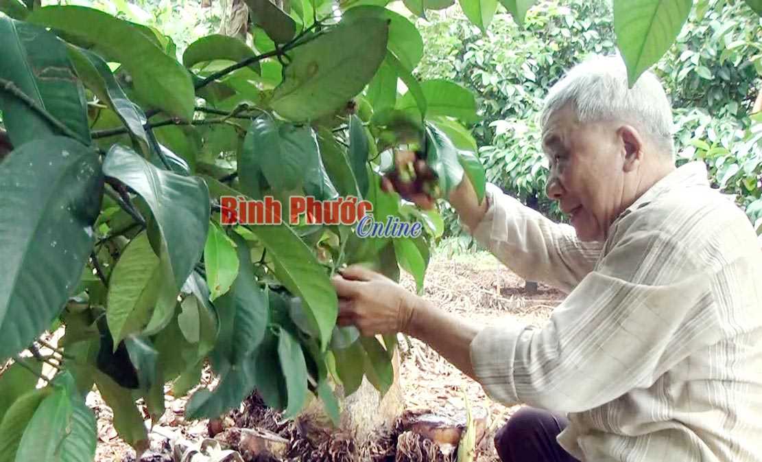 Măng cụt rớt giá