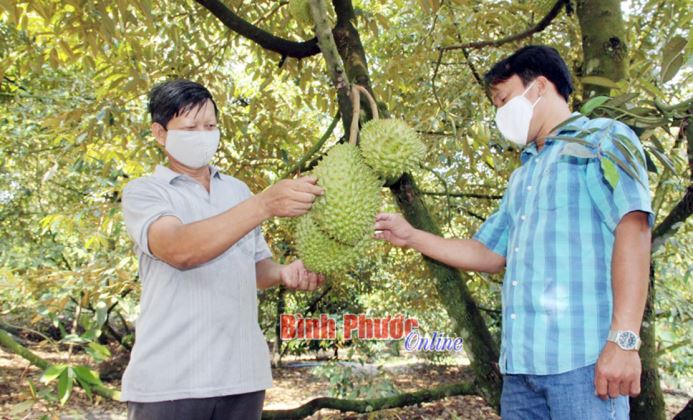 Kỳ vọng mùa sầu riêng bội thu Kỳ vọng mùa sầu riêng bội thu