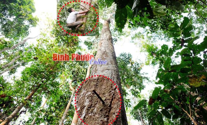 Gian nan bảo vệ “lộc rừng” - Bài 2 Gian nan bảo vệ “lộc rừng” - Bài 2