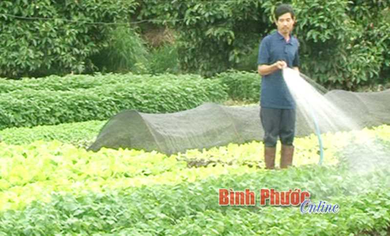 Trồng rau kinh giới, tía tô cho thu nhập ổn định Trồng rau kinh giới, tía tô cho thu nhập ổn định