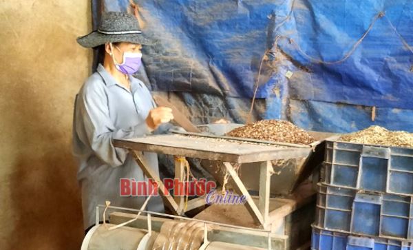 Khởi nghiệp từ… vỏ lụa hạt điều Khởi nghiệp từ… vỏ lụa hạt điều
