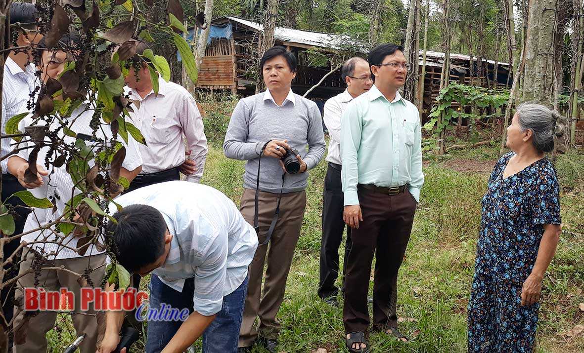 Tìm giải pháp cứu cây tiêu
