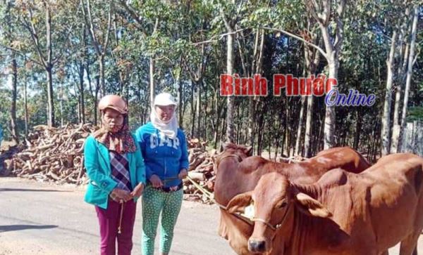 Phú Riềng: Hơn 2.000 lượt hộ nông dân vay vốn