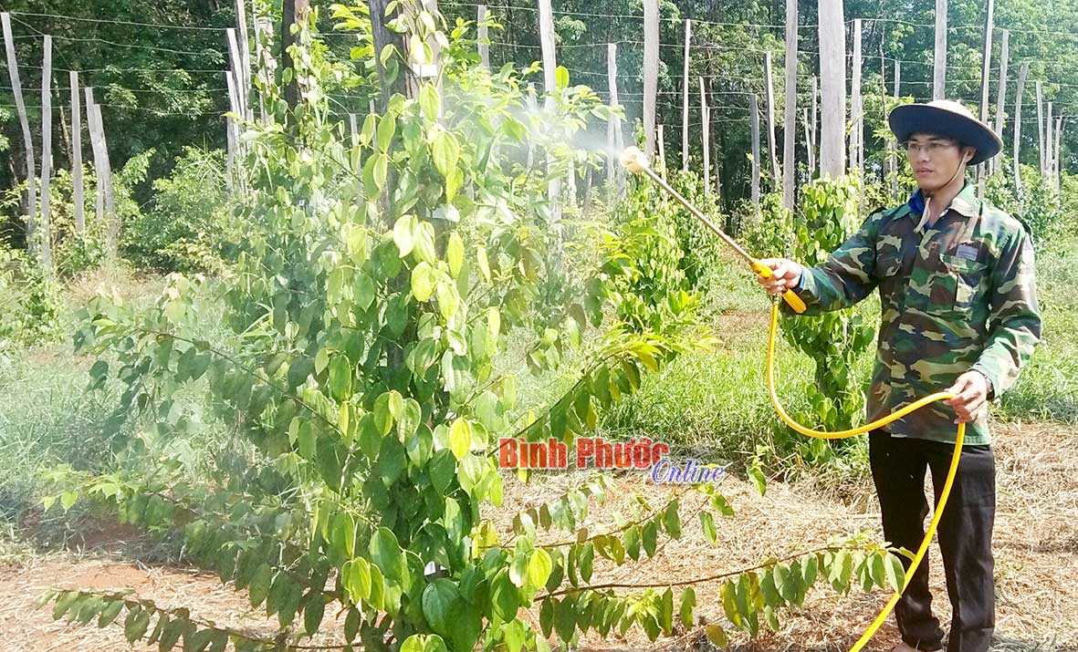 Những thanh niên làm kinh tế giỏi ở Bù Đăng Những thanh niên làm kinh tế giỏi ở Bù Đăng