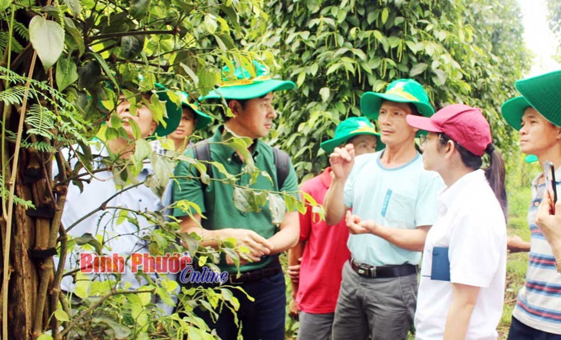 Chuyên gia Nhật Bản hướng dẫn nông dân Bình Phước canh tác hữu cơ Chuyên gia Nhật Bản hướng dẫn nông dân Bình Phước canh tác hữu cơ