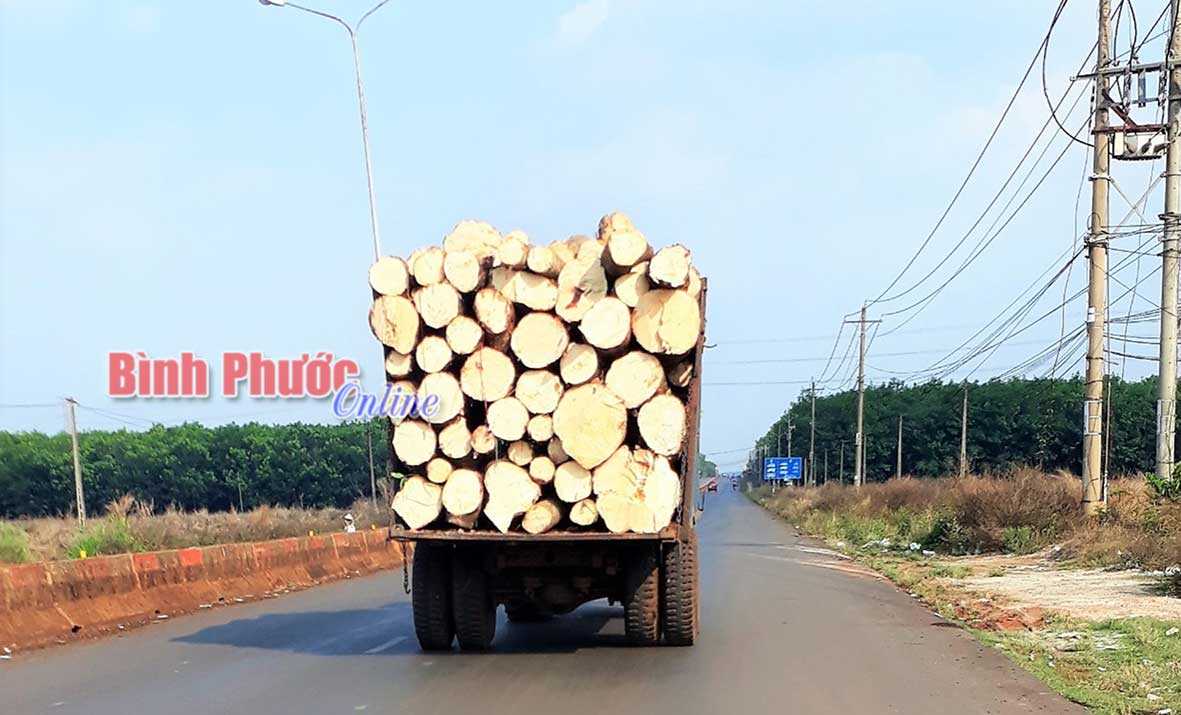 Nguy hiểm từ xe chở gỗ Nguy hiểm từ xe chở gỗ