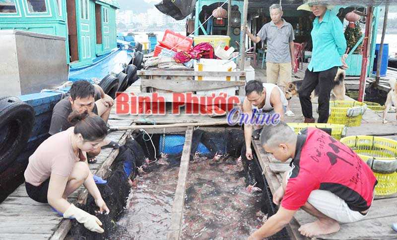 Bình minh ở cảng cá Cát Bà Bình minh ở cảng cá Cát Bà