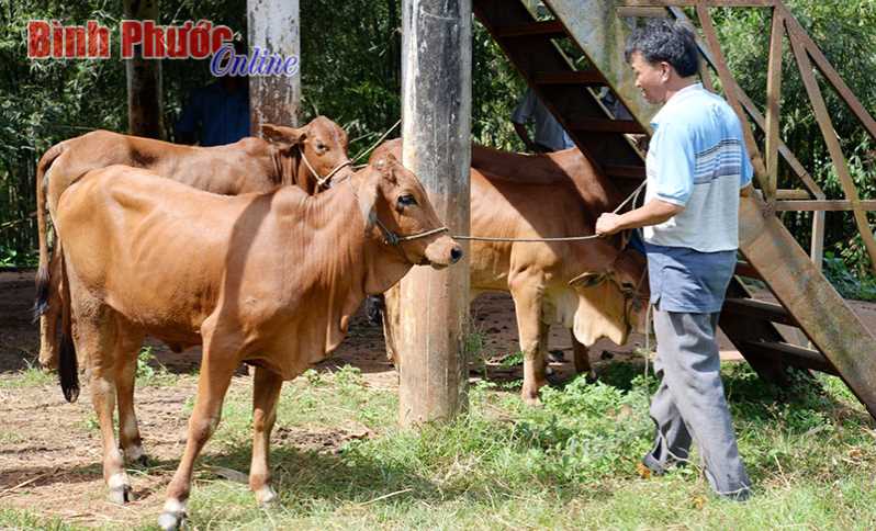 Trao 50 con bò sinh sản cho hộ DTTS nghèo Trao 50 con bò sinh sản cho hộ DTTS nghèo