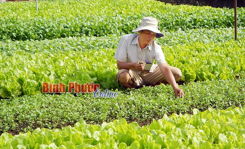 Giá rau dần bình ổn sau tết Giá rau dần bình ổn sau tết