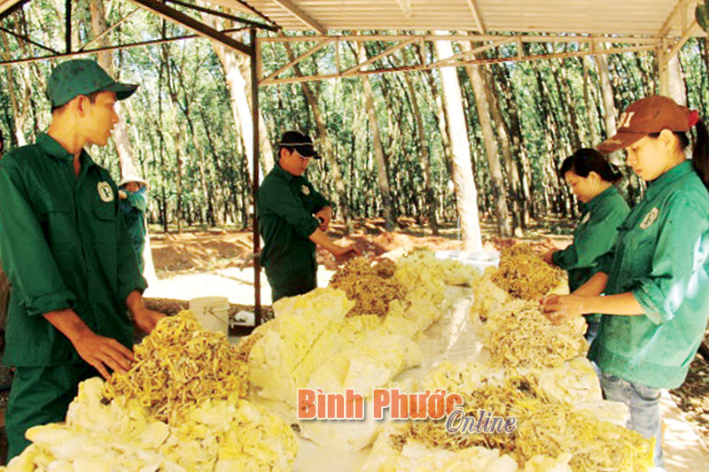 Nông trường Phú Riềng Đỏ có 25 công nhân DTTS