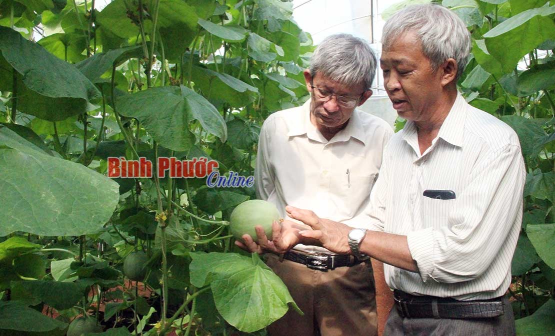 Nông nghiệp công nghệ cao góp phần đổi mới nông thôn Nông nghiệp công nghệ cao góp phần đổi mới nông thôn