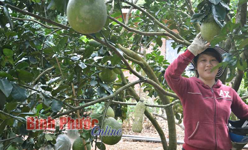Nông dân Đồng Phú được mùa bưởi tết Nông dân Đồng Phú được mùa bưởi tết