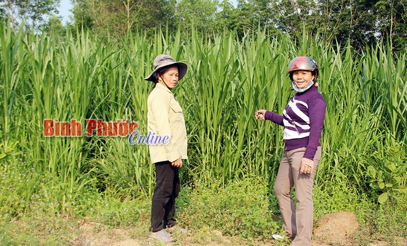 Phát triển kinh tế từ liên kết trong chăn nuôi Phát triển kinh tế từ liên kết trong chăn nuôi