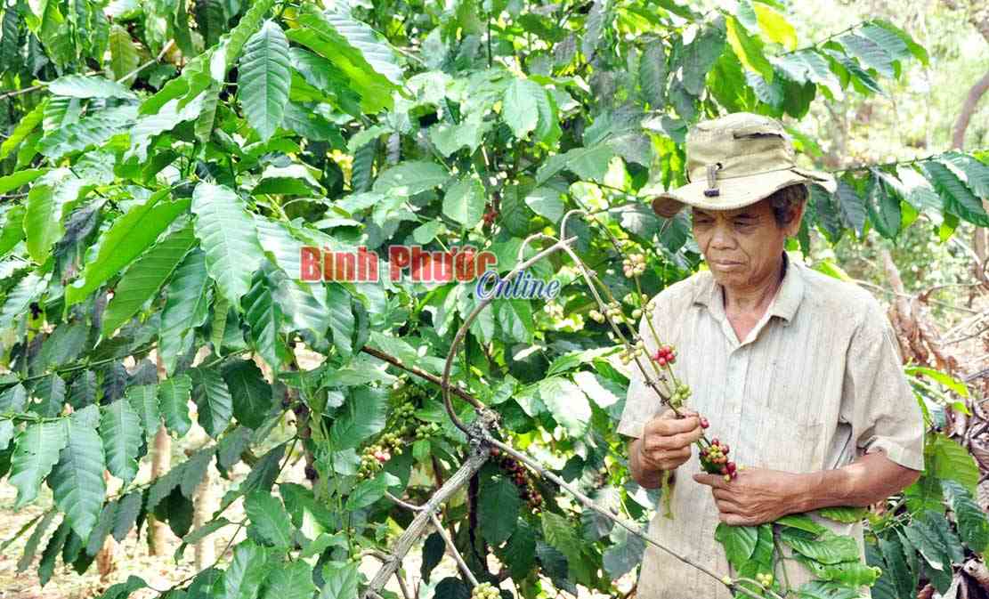 Bù Đăng: Cà phê mất mùa, rớt giá Bù Đăng: Cà phê mất mùa, rớt giá