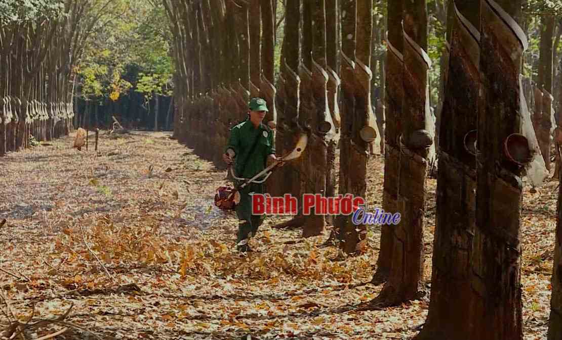 Cao su Phú Riềng tập trung cao độ phòng, chống cháy rừng dịp tết Cao su Phú Riềng tập trung cao độ phòng, chống cháy rừng dịp tết